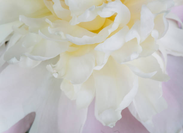 istock Blooming white Peony. Beautiful Peonie flower. Macro. 2203936758