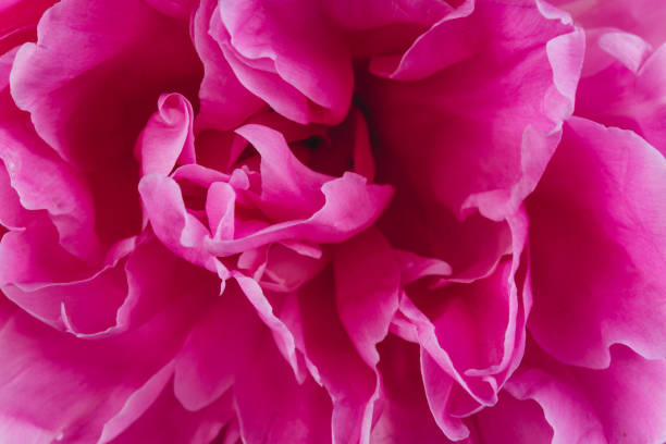istock Blooming pink Peony. Beautiful Peonie flower. Macro. 2203936762