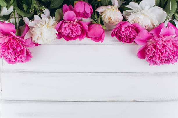 istock Pink and white peonies on a wooden background. Copy space and flat lay. 2203936768