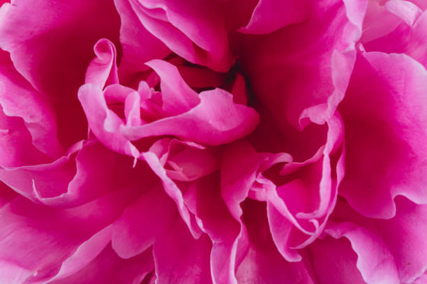 istock Blooming pink Peony. Beautiful Peonie flower. Macro. 2203936769