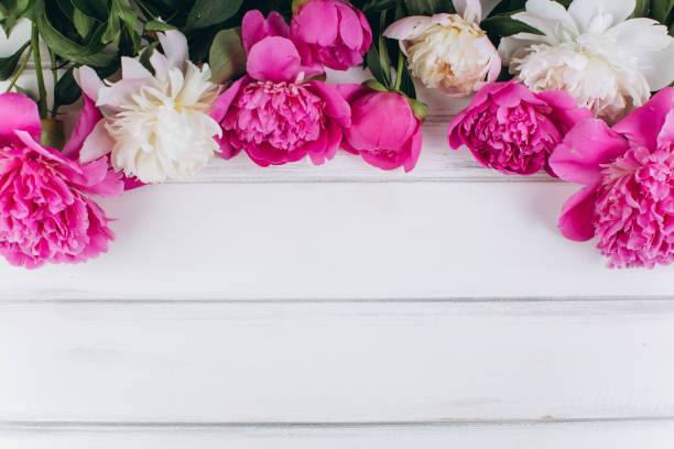 istock Pink and white peonies on a wooden background. Copy space and flat lay. 2203936775