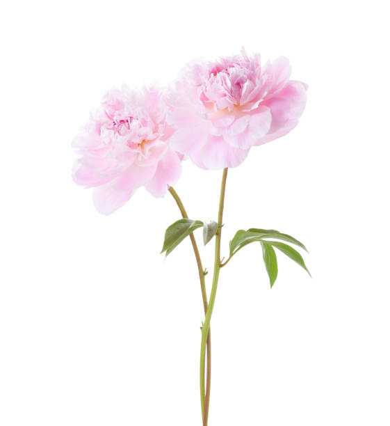 istock Two light  pink Peonies  isolated on white background. 2203937273