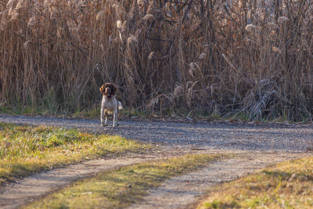 istock Hunting dog on a dirt road 2203940662