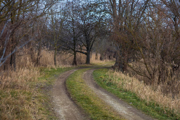 A dirt road lined with trees
