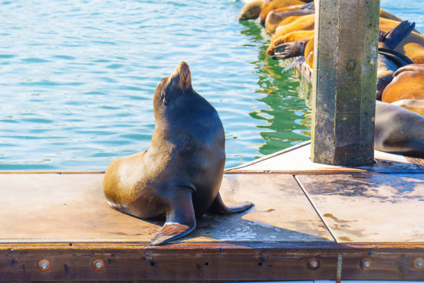 istock California Sea Lion Stretching on a Dock in Oceanside, CA 2203941228