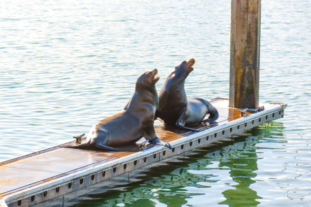 istock Two California Sea Lions Interacting on a Dock in Oceanside, CA 2203941248
