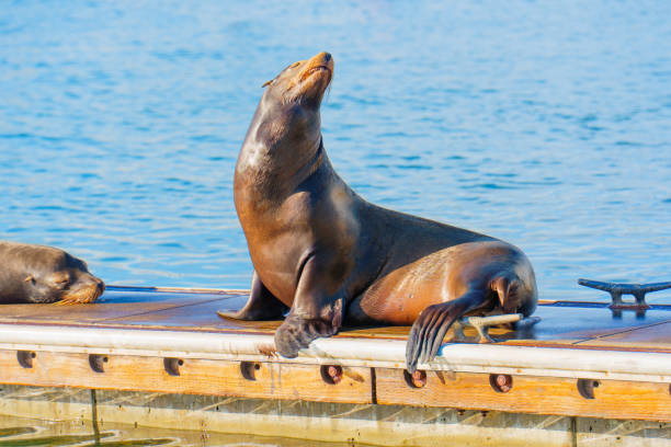 istock Sea Lion Relaxing on a Dock with Calm Waters in Oceanside 2203941417
