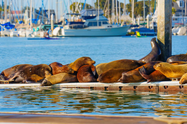 istock Sea Lions Sunbathing at Oceanside Harbor 2203941486