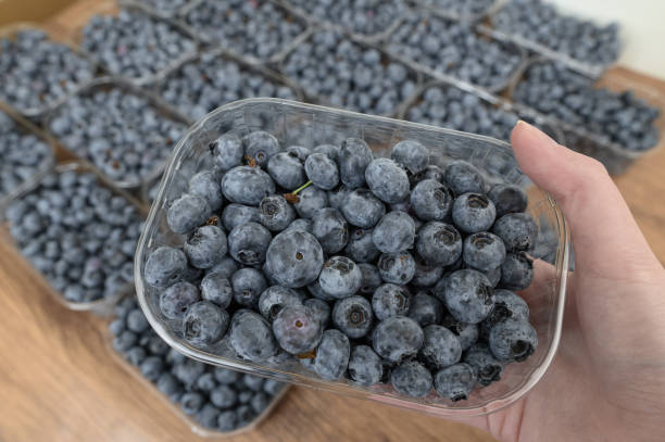 istock Large quantities of blueberries, sweet berries, summer harvest 2203941625