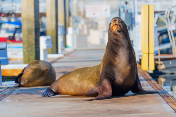 istock Californian Sea Lion Posing on the Dock 2203942490