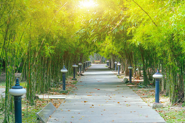 (Selective focus) Stunning view of a defocused bamboo forest during a sunny day. Arashiyama Bamboo Grove, Kyoto, Japan. Natural, green background with copy space.