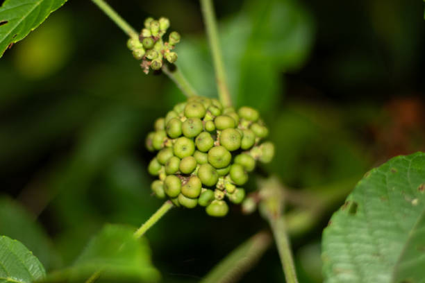 The Ehreti fruit is a smooth, depressed sphere approximately 5 to 8 mm in diameter. Each fruit contains 4 to 7 seeds with hardened