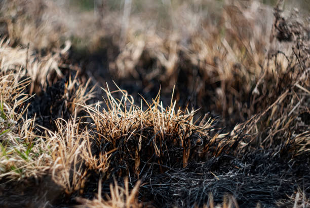 Scorched grass and blackened soil illustrate the aftermath of a wildfire, with remnants of vegetation visible among the ash. The scene captures the impact on the natural landscape.