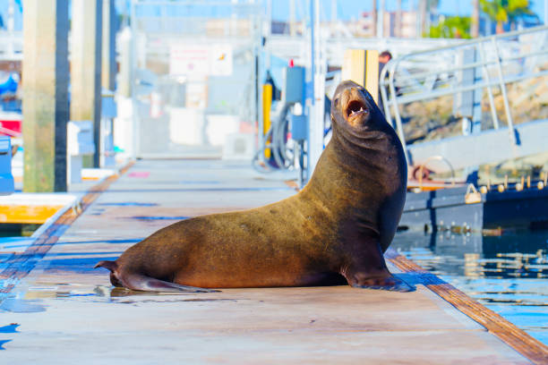 istock Sea Lion Relaxing on Dock in Oceanside, California 2203943846