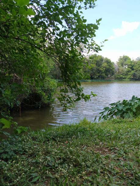 istock Landscape of Aclimacao park's lake 2203944207