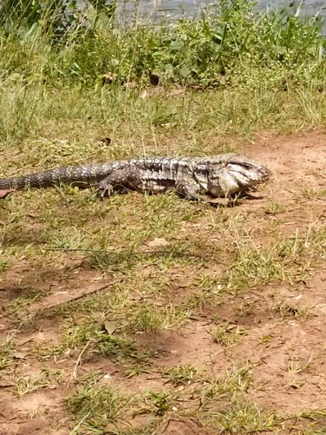 istock A tegu (Tupinambis) sunbathing in a public park 2203944209