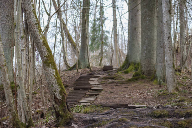 .a path leading through a forest with many trees without leaves, and the path is paved with wooden planks.