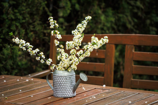 Blooming branch on wooden table. Floral decoration in garden. White spring flowers in decorative watering can