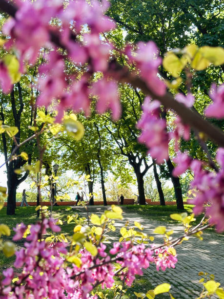istock Pink blossoms framing a park scene 2203948135