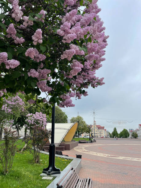istock Blooming lilac tree in a city park 2203948194