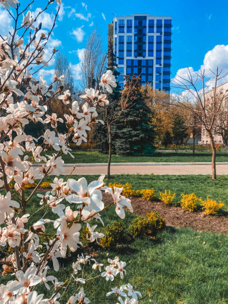 istock Blooming magnolia tree with a modern glass building in the background 2203948473