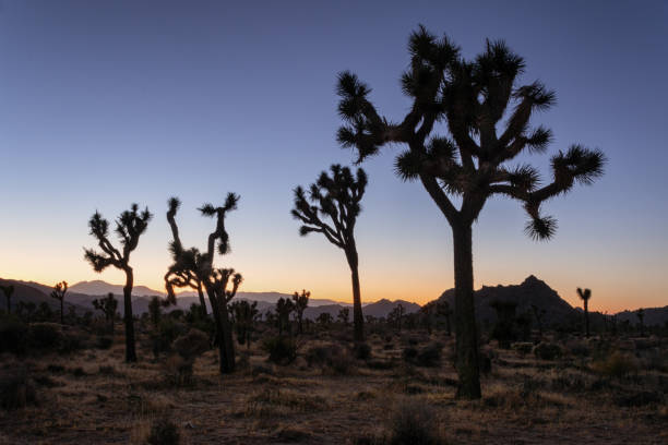 istock Evening in Joshua Tree Nationalpark, USA 2203950611