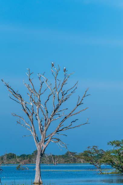 istock Bird of beauty 2203951882