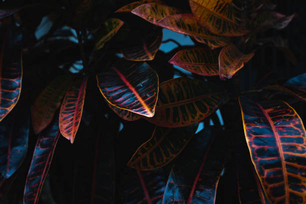 istock Vibrant tropical foliage with dark, colorful leaves in low light 2203952071