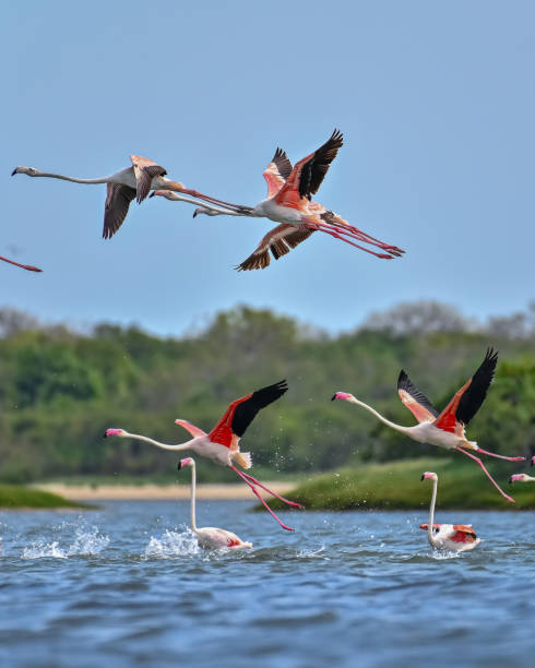 istock Bird of beauty 2203952694