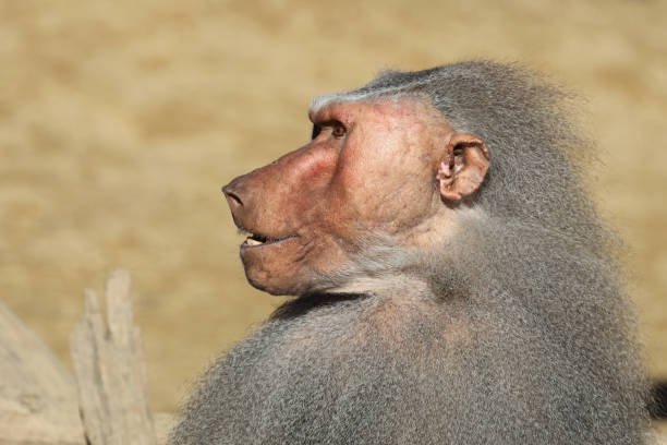 Portrait of a common chimpanzee making a funny Face.