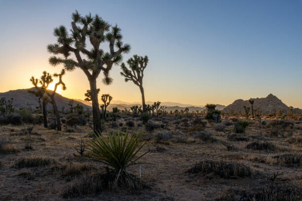 istock Sunset in Joshua Tree National Park, USA 2203953792