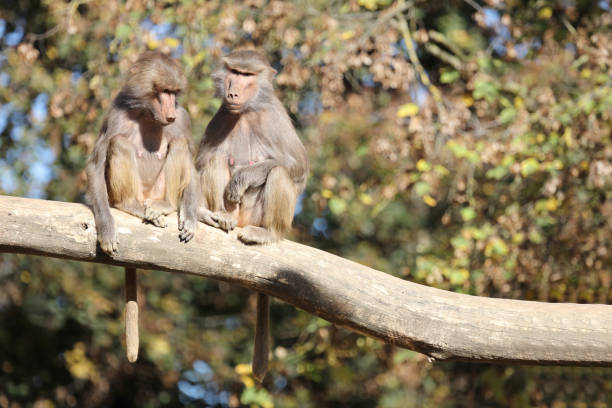 Vervet monkey or vervet (Chlorocebus pygerythrus, formerly Cercopithecus aethiops). This medium-sized monkey is common throughout southern Africa and in eastern African countries. It is sitting on a whaleback / dwala, a rounded volcanic stone of a type typical of Matobo National Park in Zimbabwe. This photo has been stylised.