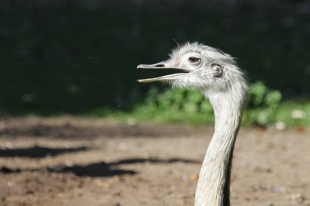 istock Nandu / Rhea / Rhea americana 2203953892