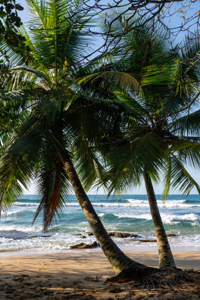 istock Tropical Paradise at Playa Punta Uva, Costa Rica 2203954404