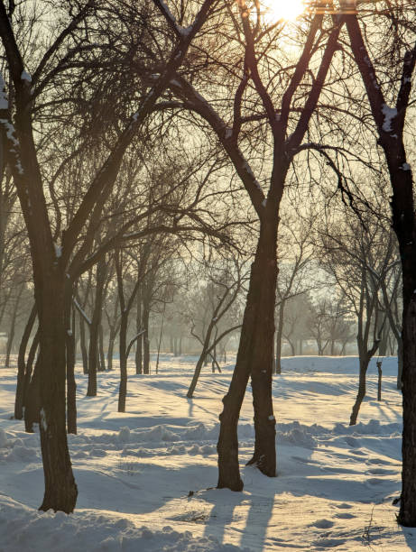 istock View of a snow-covered nature park 2203954549