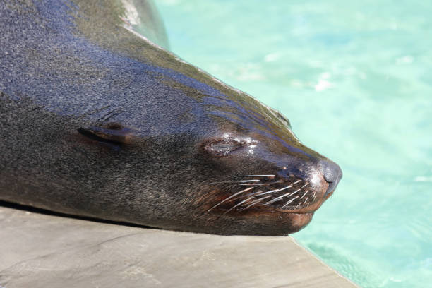 istock South African fur seal 2203954897