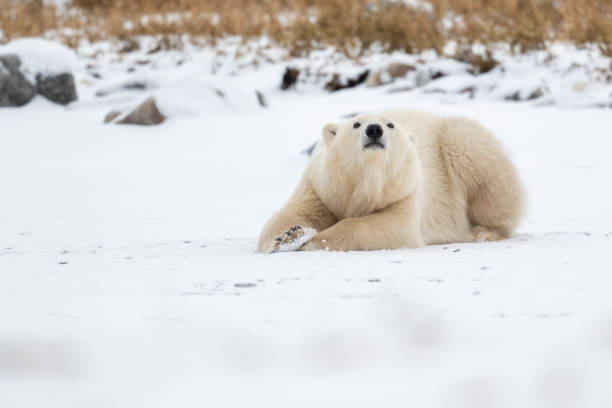istock Polar bear resting on snow covered ground 2203958156