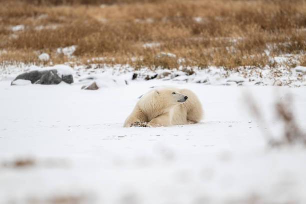 istock Polar bear resting on snow covered ground 2203958212