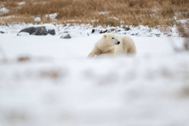 istock Polar bear resting on snow covered ground 2203958221