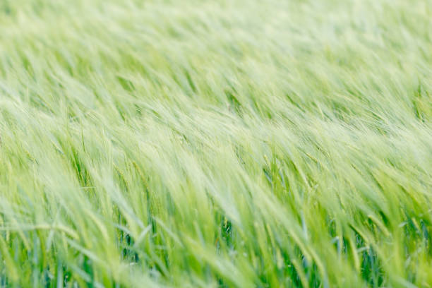 A lush green barley field with stalks gently swaying in the wind, creating a serene and natural agricultural landscape.