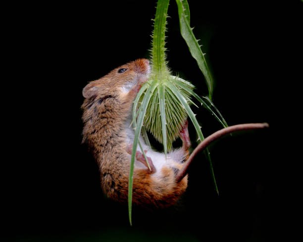 istock Curious cute harvest mouse, Micromys minutus 2203960219