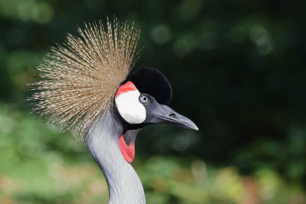 istock Kronenkranich / Black crowned crane 2203963197