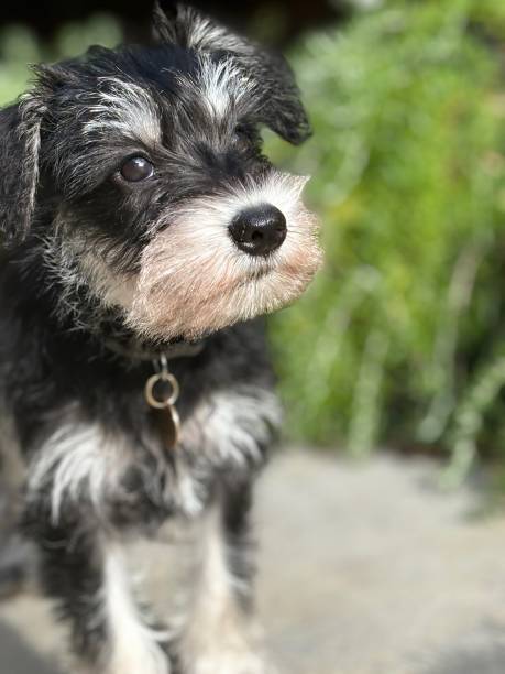 istock Miniature Schnauzer Black and Silver Puppy 2203963371