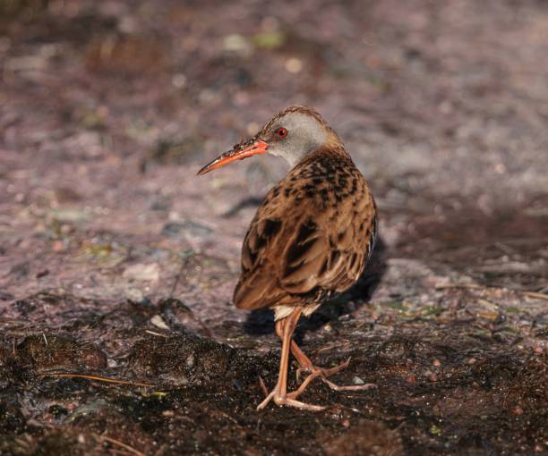 Water Rail water marsh bird stood in water hidden by long grass