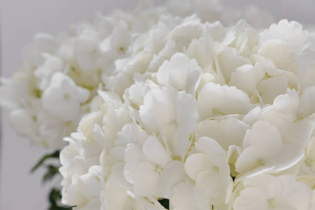 istock White hydrangea flowers delicate romantic floral background with place for text. Beautiful pastel hydrangea flower on white background, top view. 2203966304