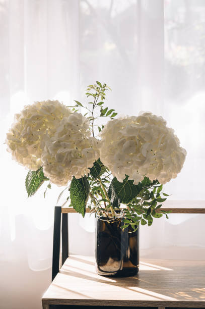 istock A bouquet of hydrangeas on a table against the backdrop of a window filled with sunlight.  Beautiful floral background for birthday, wedding day, women's day, mother's day. 2203966347