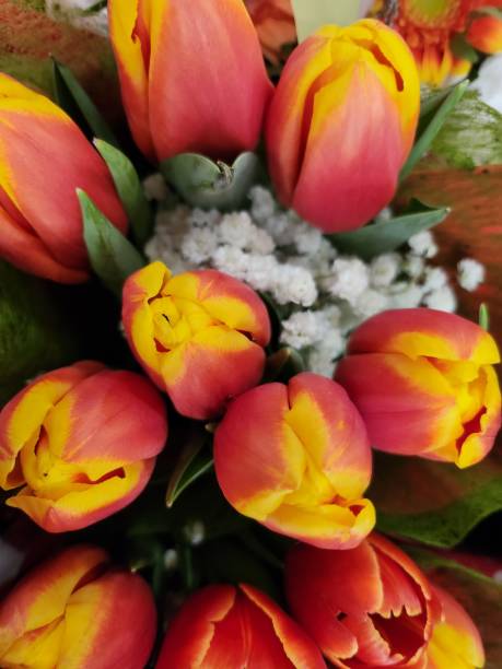 istock Bouquet of tulips. 2203968750