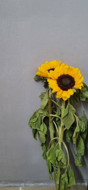 istock sunflower natural picture 2203969007