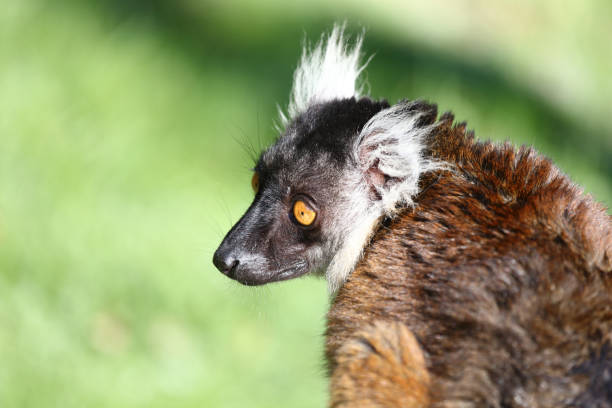 Mohrenmaki / Black lemur / Eulemur macaco