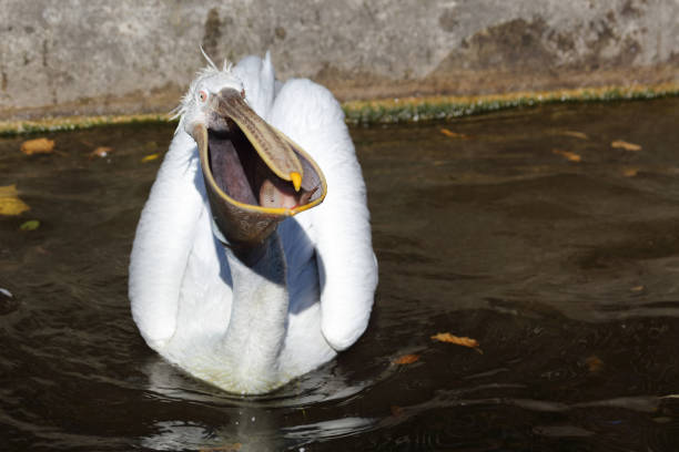Krauskopfpelikan / Dalmatian pelican / Pelecanus crispus